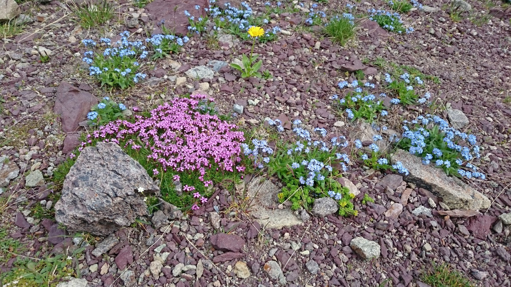 Violette, blaue und gelbe Blumen auf rötlichem Gestein - was für eine Farbpracht auf 2500 m!